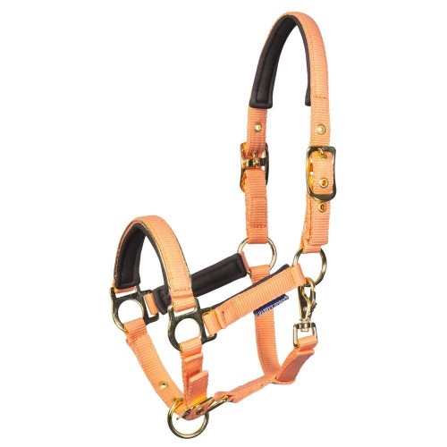 Harry's Horse SS26 Foal Halter Metal