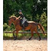 ELT Riding Breeches Comfort Ride Glam Full Grip