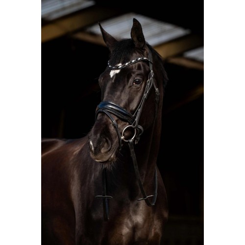 HB Showtime Bridle Dark Eagle