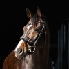 HB Showtime Bridle Leopard