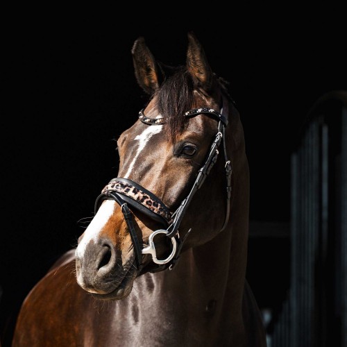HB Showtime Bridle Leopard