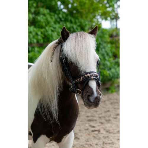 HB Showtime Leopard Bridle Little Sizes
