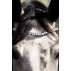 HB Showtime Bridle Ultimate Dream