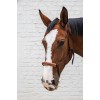 Kentucky Rope Halter