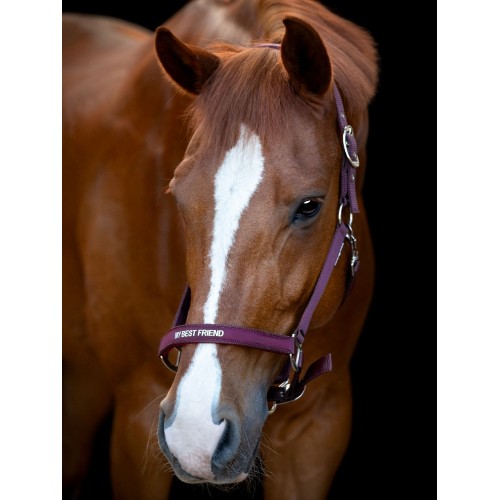 Horseguard Halter Malva