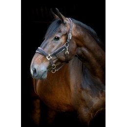 HorseGuard SS26 Angel недоуздок