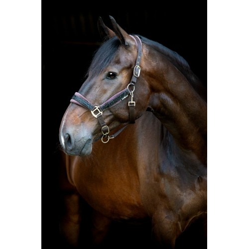 HorseGuard SS26 Angel halter