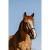 Westride Western Rope Halter