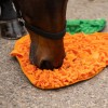 QHP Sniffing mat horses