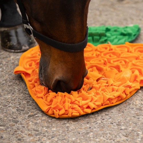 QHP Sniffing mat horses