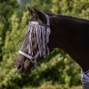 QHP SS26 Fly browband collection