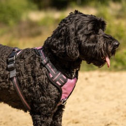 QHP SS26 Dog harness коллекция