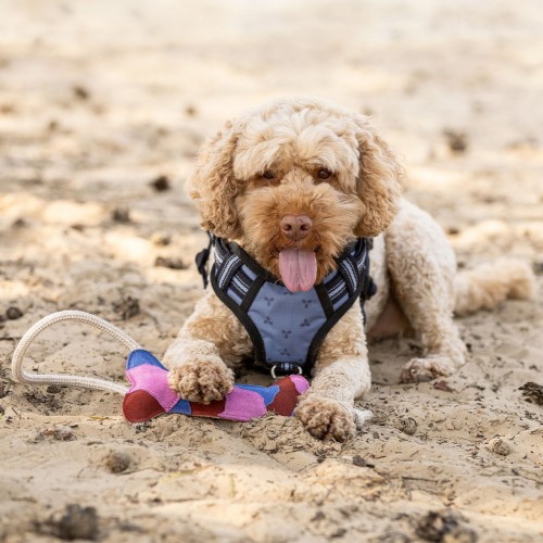 QHP SS26 Dog Toy collection