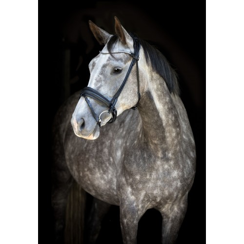 Catago SS26 Nival 26.1 bridle