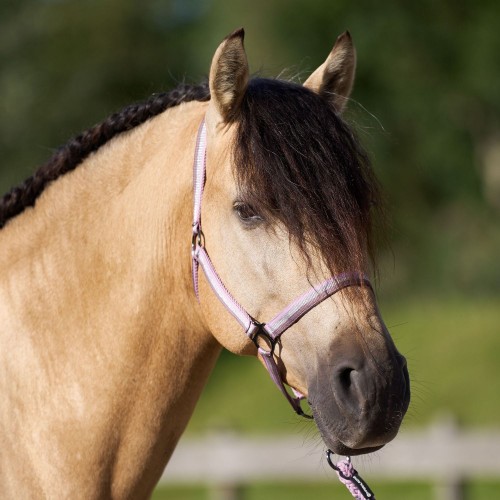 Imperial Riding SS25 Halter Economic