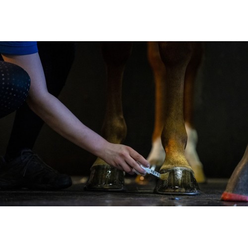 Kevin Bacon's Hoof Oil