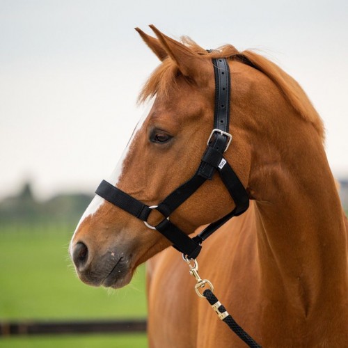 HB Showtime Stable Halter Strong