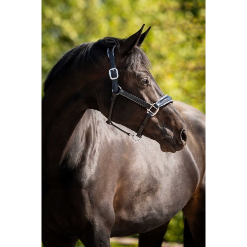 HB Showtime Leather Halter Grand Slam
