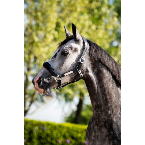HB Showtime Leather Halter Grand Slam