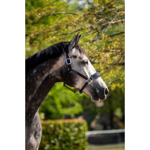 HB Showtime Leather Halter Grand Slam