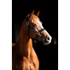 HB Showtime Leader Halter Rivet Swarovski