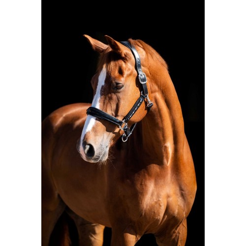 HB Showtime Leader Halter Rivet Swarovski