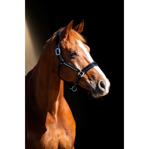 HB Showtime Leader Halter Rivet Swarovski