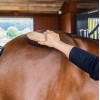 Grooming Deluxe Wooden Brush Classic Medium Hard