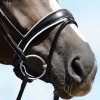 Passier Anatomical Noseband with White Padding