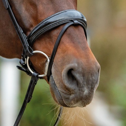 Passier Anatomical Special Patent Leather and Shiny Trim Noseband