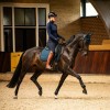 QHP FW25 Riding Breeches Lymee softshell full grip