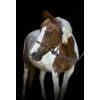 HorseGuard SS26 Rope halter lead
