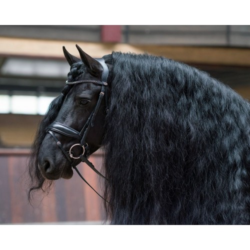 QHP Bridle Selene incl. Reins
