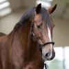 Imperial Riding Halter IRHLaura