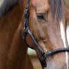 Imperial Riding Halter IRHLaura