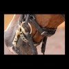 Dyon rolled double bridle with large patent crack noseband, white padding
