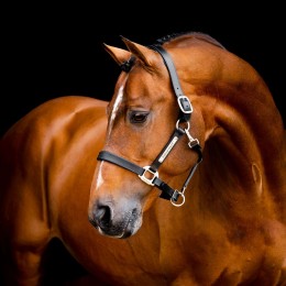 Horseware Signature кожаный Headворотник