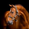 Horseware Signature Leather Headcollar