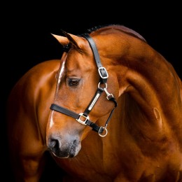 Horseware Signature кожаный Headворотник