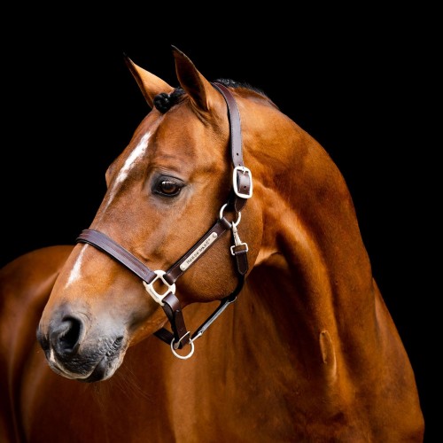 Horseware Signature Leather Headcollar