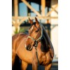 Amigo Headcollar & Leadrope Set
