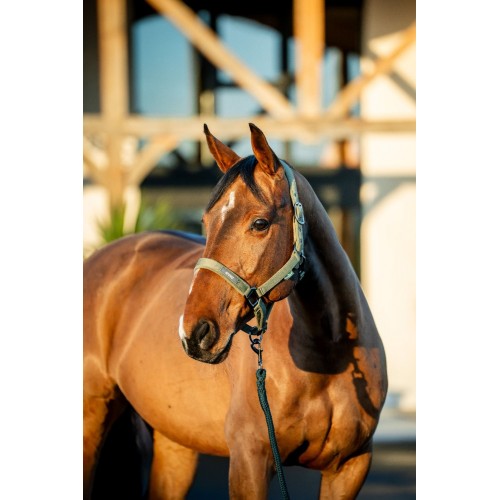 Amigo Headcollar & Leadrope Set