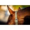 Amigo Headcollar & Leadrope Set