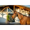 Amigo Headcollar & Leadrope Set
