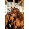 Amigo Headcollar & Leadrope Set