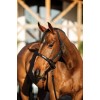 Amigo Headcollar & Leadrope Set