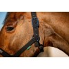 Amigo Headcollar & Leadrope Set