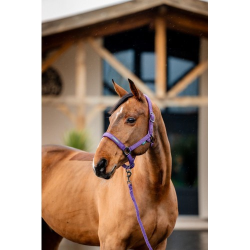 Amigo Headcollar & Leadrope Set