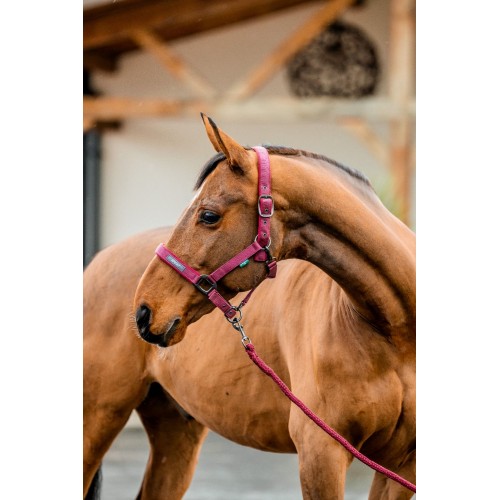 Amigo Headcollar & Leadrope Set