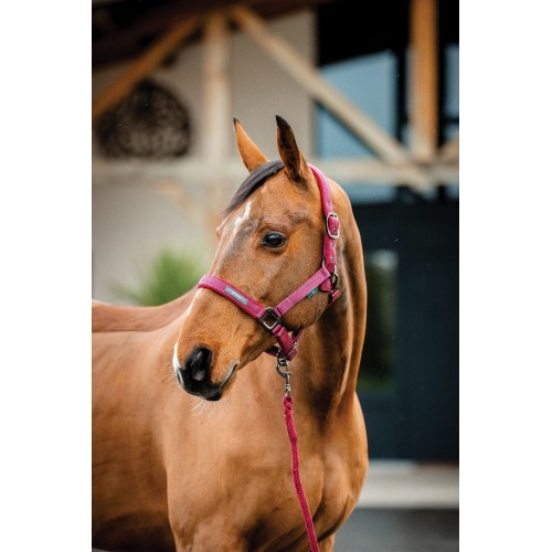 Amigo Headcollar & Leadrope Set